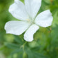 24x Geranium sang. 'Album' - ↕10-25cm - Ø9cm