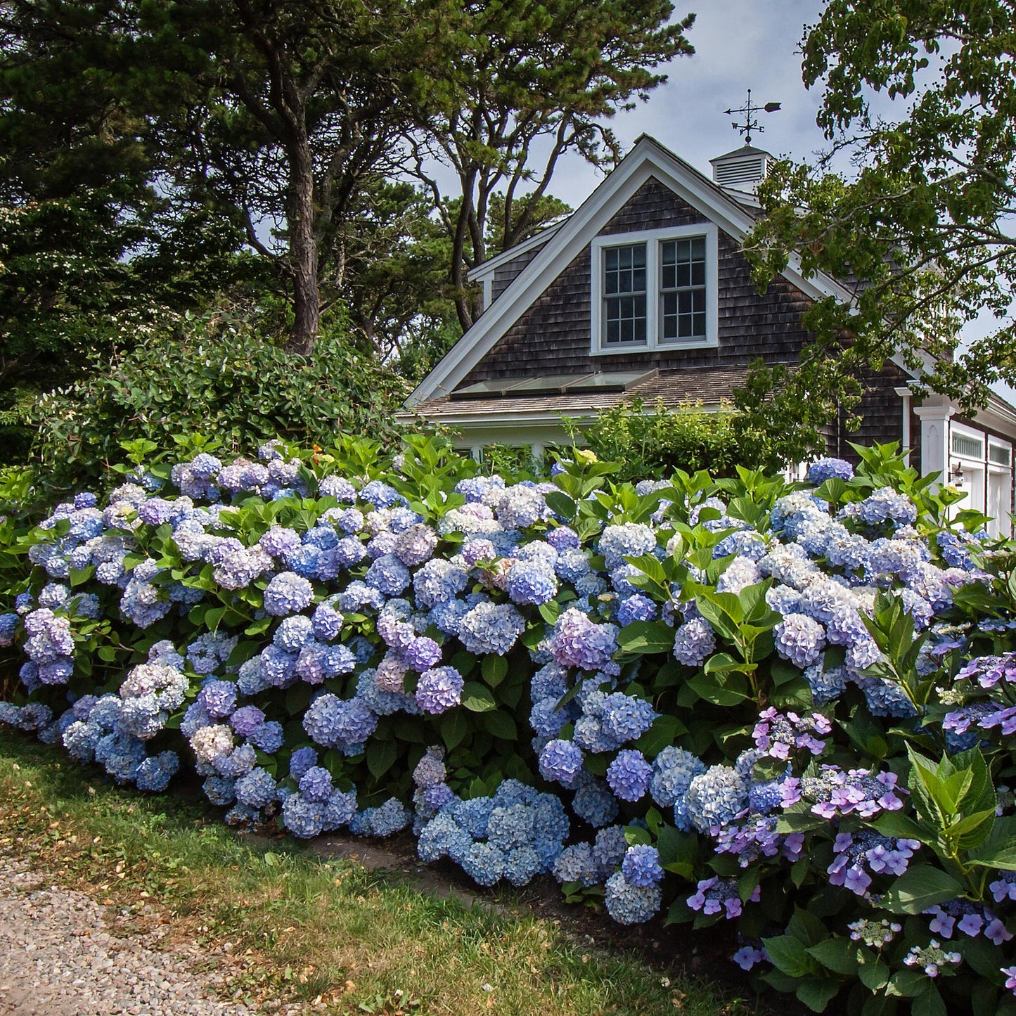 Hydrangea Endless Summer The Original Blue - Hortensie - Frosthart - Blau - 4 Pflanzen - Topf 14cm - Höhe 20-25cm