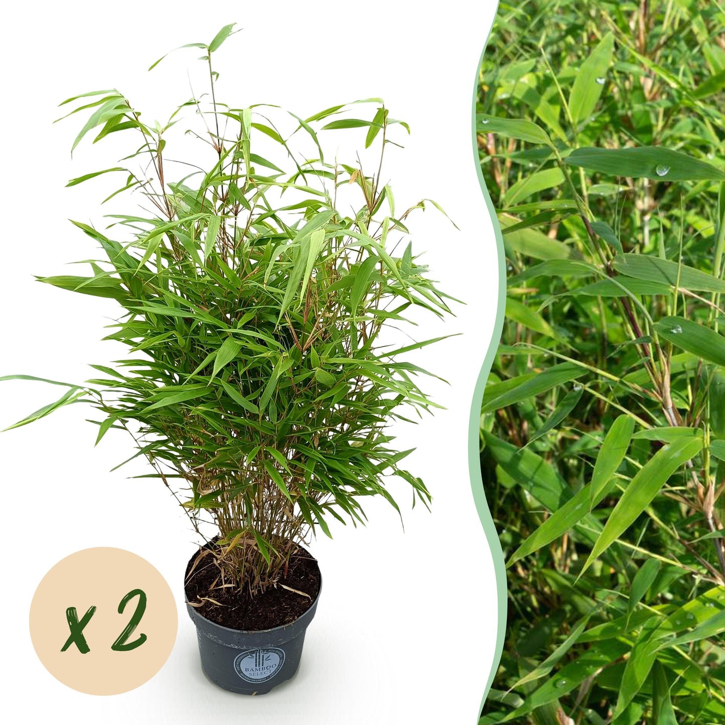 Gräser - Fargesia Rufa - Bambus - Nicht Ausbreitend - Grün - 2 Pflanzen - Topf 23 cm - Höhe 80 cm