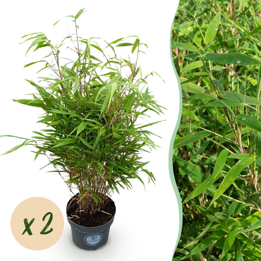 Gräser - Fargesia Rufa - Bambus - Nicht Ausbreitend - Grün - 2 Pflanzen - Topf 23 cm - Höhe 80 cm