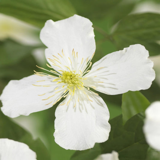 Kletterpflanze - Clematis montana Grandiflora - Blüte Weiß - Frühblühend - Pflegeleicht - 2 Pflanzen - Topf 11cm Höhe 40cm