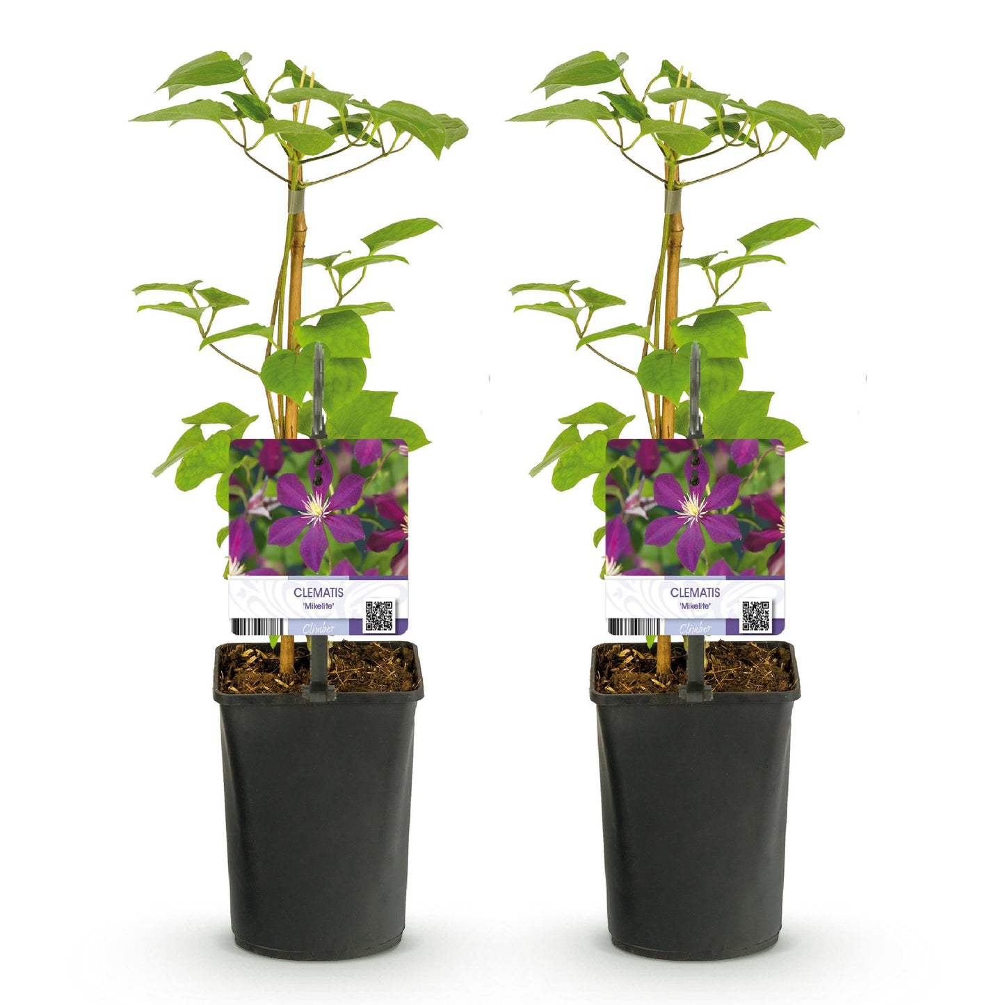 Kletterpflanze - Clematis Mikelite - Blüte Lila - Wenig Pflege - 2 Pflanzen - Topf 11cm Höhe 40cm