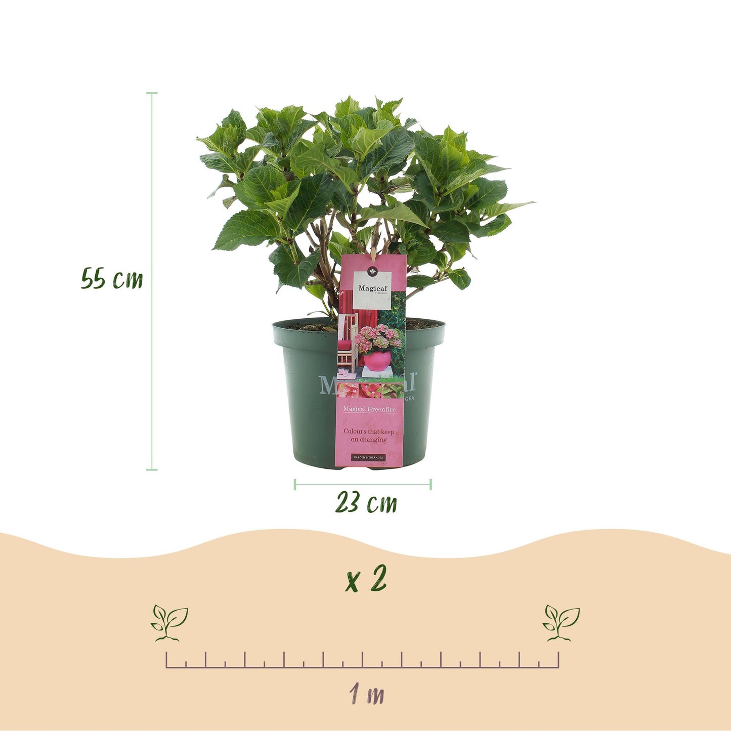 Hortensie - Hydrangea Magical Green Fire - Rosa Grün - 6-10 Blumen - Topf 23cm Höhe 55cm