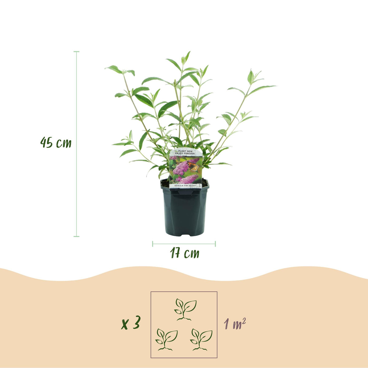 Schmetterlingsstrauch - Buddleja davidii Pink Delight - Winterhart - Rosa - 1 Pflanze - Topf 17cm - Höhe 45cm