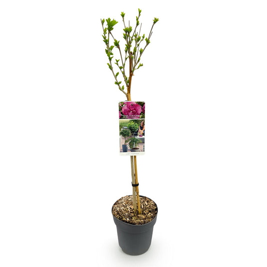 Stamm Pflanze - Hibiscus syriacus Magenta Chiffon® - Terrassen Pflanze - Laubabwerfend - Winterhart - Rosa Blüte - Topf 19cm Höhe 90cm