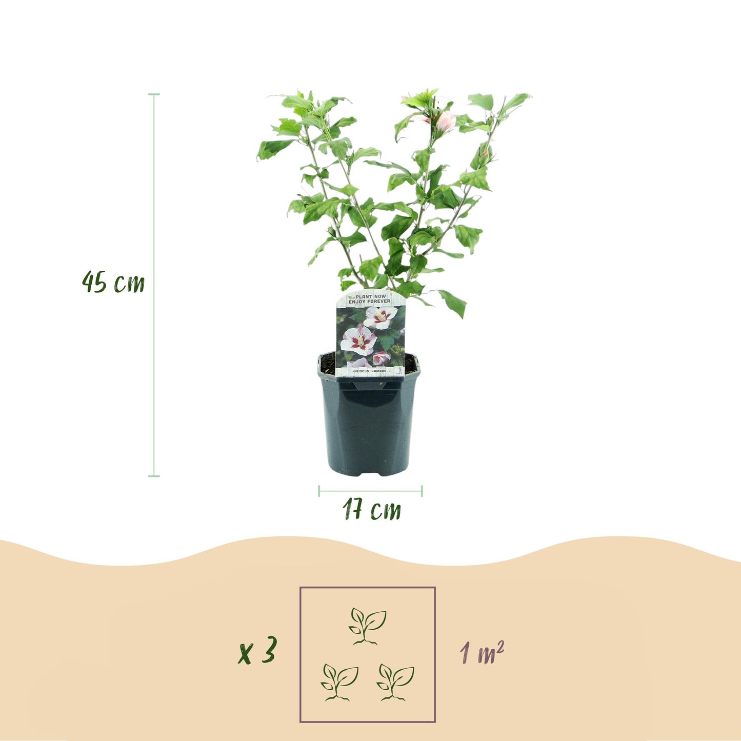 Hibiscus syriacus Hamabo - Blüte Hellrosa - 1 Pflanze - Laubabwerfend - Wenig Pflege - Topf 17cm Höhe 45cm