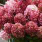 Hydrangea panniculata Living Little Rosy - Bauernhortensie - Winterhart - Rosa - 3 Pflanzen - Topf 12cm - Höhe 20-30cm