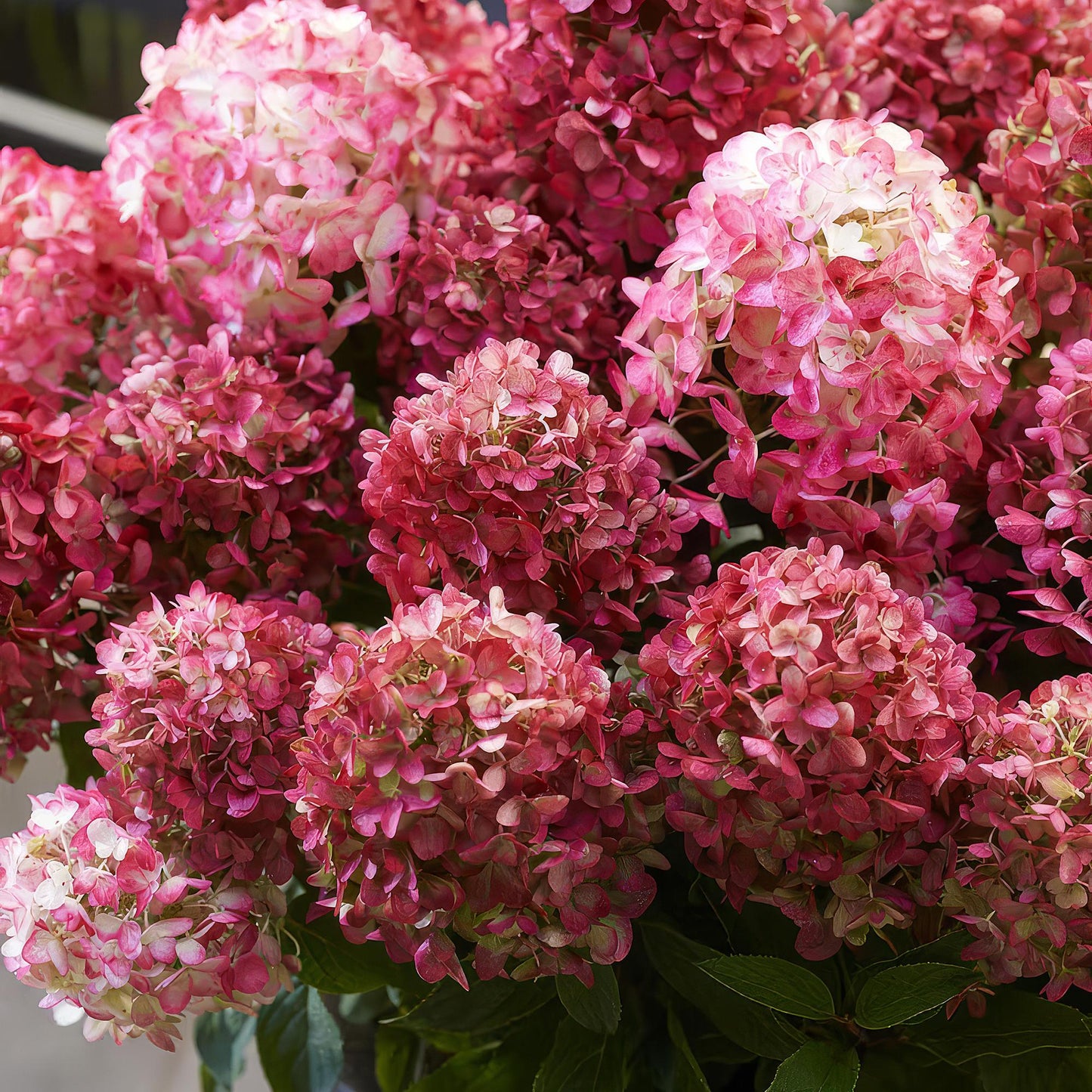 Hydrangea panniculata Living Little Rosy - Bauernhortensie - Winterhart - Rosa - 3 Pflanzen - Topf 12cm - Höhe 20-30cm