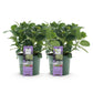 Hortensie - Hydrangea Magical Jewel Blue - Blau - 6-10 Blumen - 2 Pflanzen - Topf 23cm Höhe 55cm