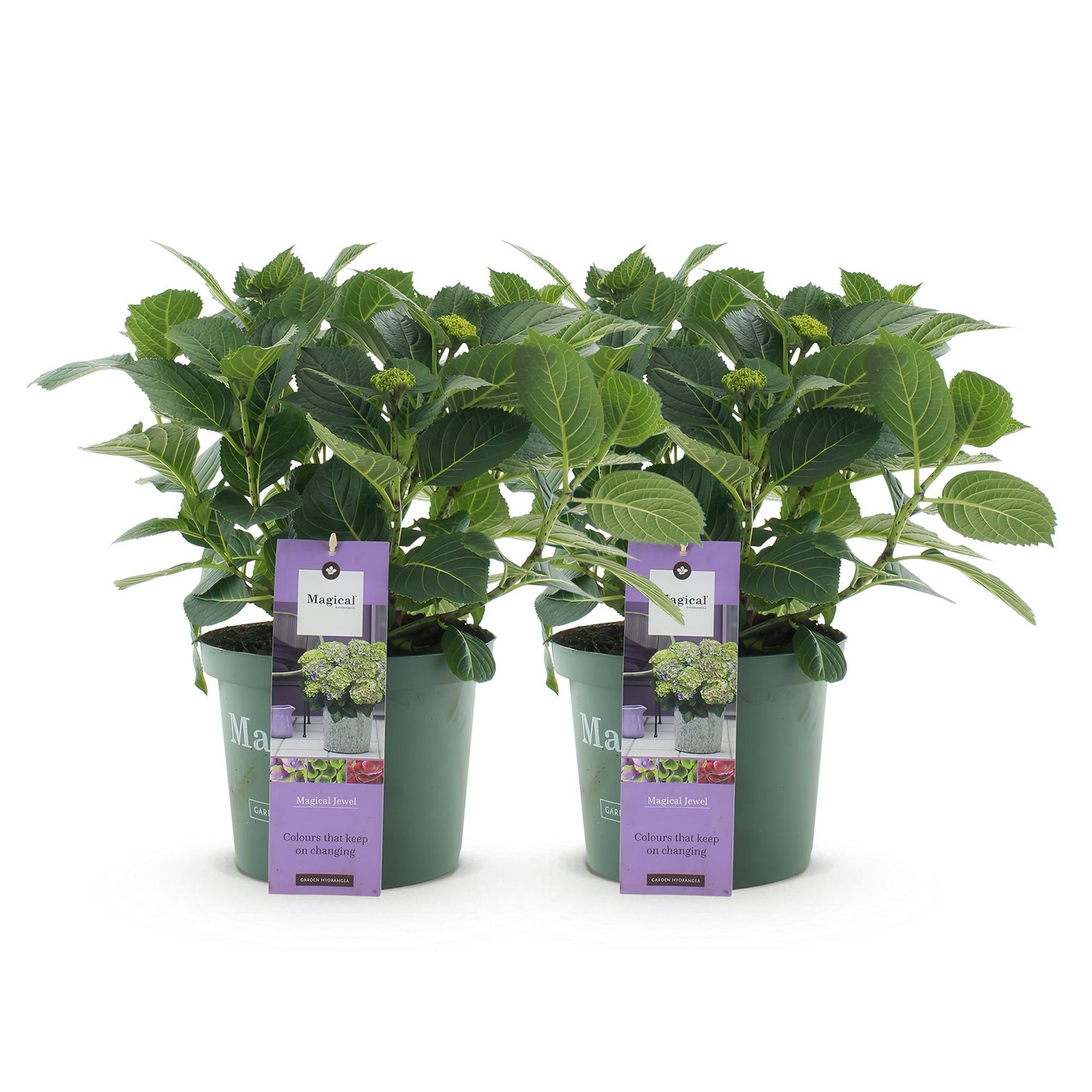 Hortensie - Hydrangea Magical Jewel Blue - Blau - 6-10 Blumen - 2 Pflanzen - Topf 23cm Höhe 55cm