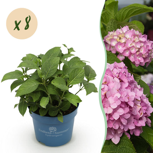 Hydrangea Endles Summer The Original Pink - Hortensie - Winterhart - Rosa - 8 Pflanzen - Topf 14cm - Höhe 20-25cm