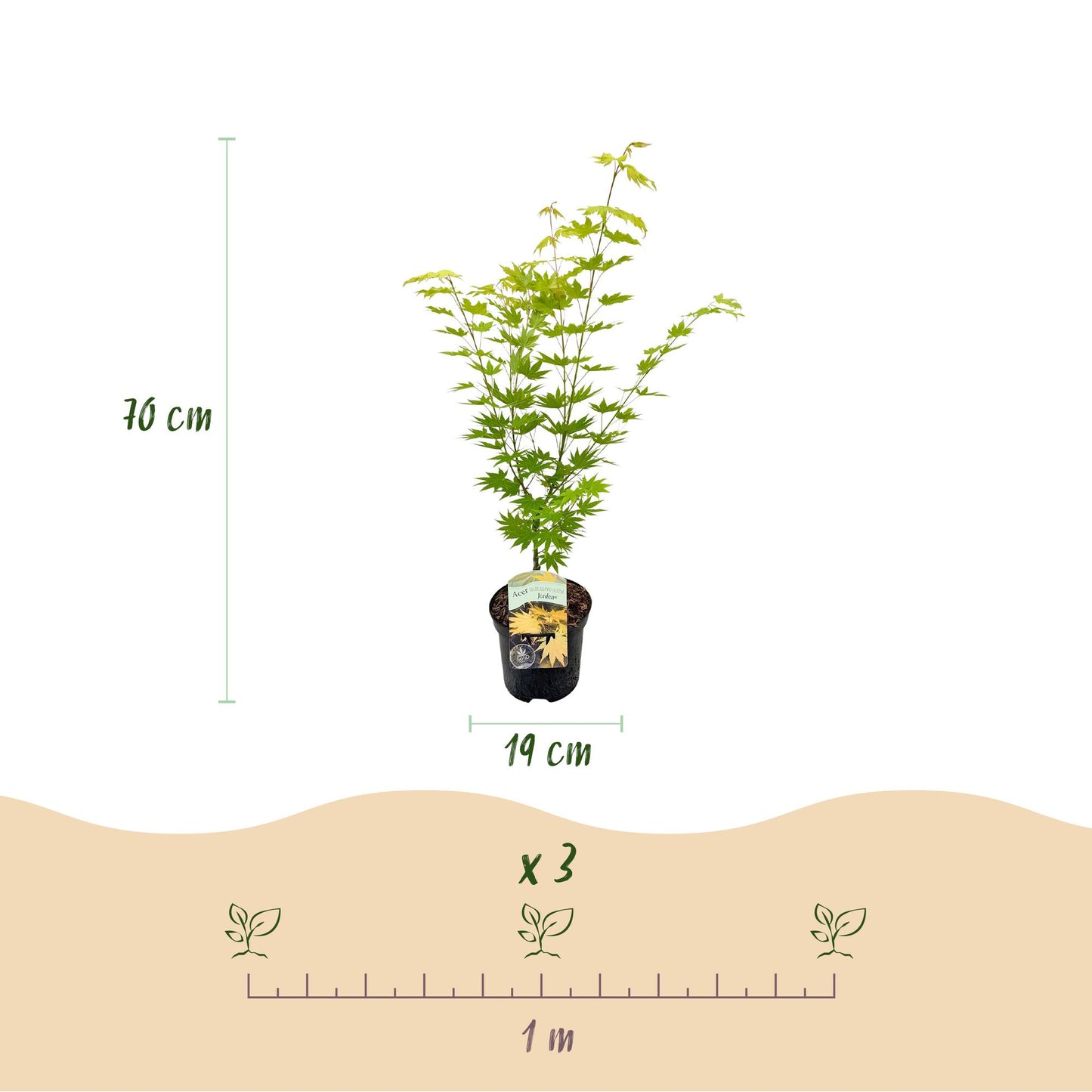 Japanischer Ahorn - Acer palmatum Jordan - Gelb - 1 Pflanze - Laubabwerfend - Topf 19cm Höhe 70cm