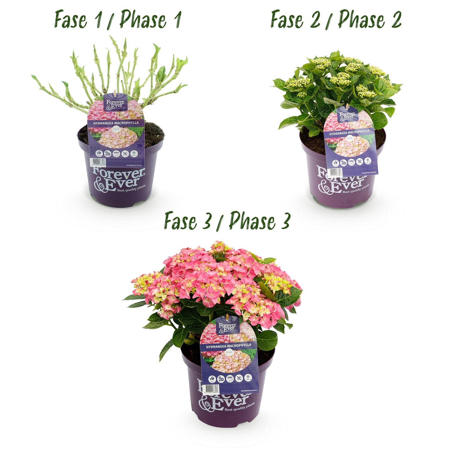 Hortensie - Hydrangea Forever & Ever - Rosa - 7-12 Blumen - 2 Pflanzen - Topf 23cm Höhe 55cm