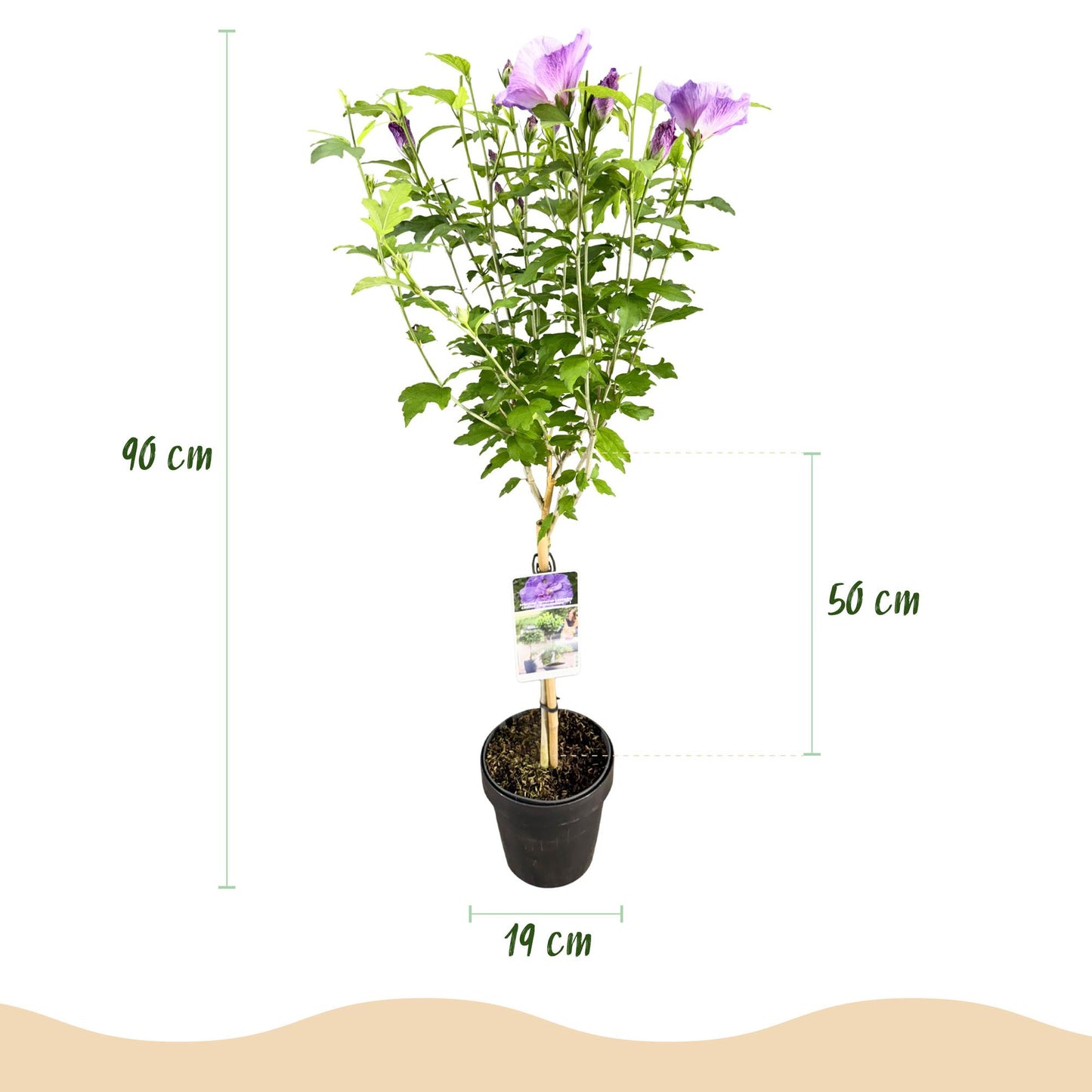 Stamm Pflanze - Hibiscus syriacus Lavendor Chiffon® - Terrassen Pflanze - Laubabwerfend - Winterhart - Lila Blüte - Topf 19cm Höhe 90cm