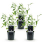 Schmetterlingsstrauch - Buddleja davidii Black Night - Hardy - Purple - 3 Plants - Pot 17cm - Height 45cm