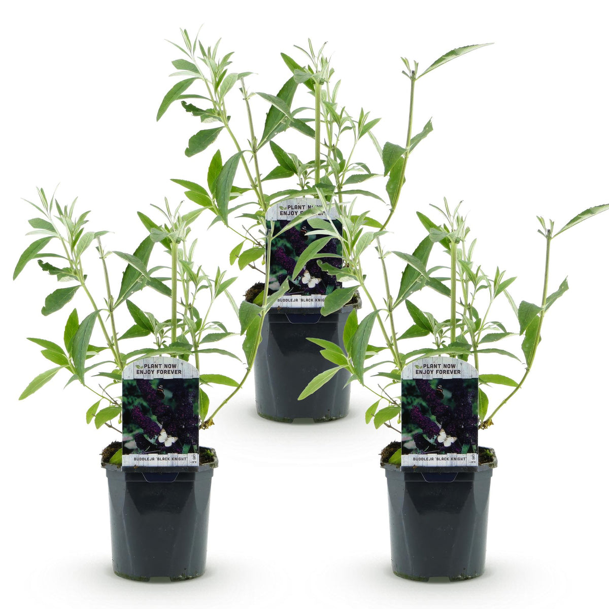 Schmetterlingsstrauch - Buddleja davidii Black Night - Hardy - Purple - 3 Plants - Pot 17cm - Height 45cm
