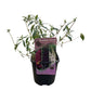Schmetterlingsstrauch - Buddleja davidii Tricolour - Blüten Rosa, Weiß und Lila - 3 Pflanzen - Topf 17cm Höhe 30cm