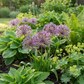 15x Allium Christophii - Christoph-Lauch - Lila - Sommerblüher - Zwiebelgröße 10/12