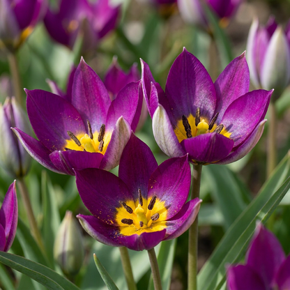 25x Tulipa Persian Pearl - Tulipa Persian Pearl - Lila - Frühlingsblüher - Zwiebelgröße 6/7
