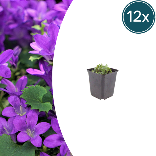 Campanula portenschlagiana - ↕10-25cm - Ø9cm, 12x