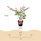 Japanischer Ahorn - Acer palmatum Beni Maiko - Rot - 1 Pflanze - Laubabwerfend - Topf 19cm Höhe 70cm