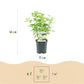 Rispenhortensie - Hydrangea panniculata Limelight - Blüte Creme Weiß - 3 Pflanzen - 1 m2 - Laubabwerfend - Große Blüten - Topf 17cm Höhe 50cm