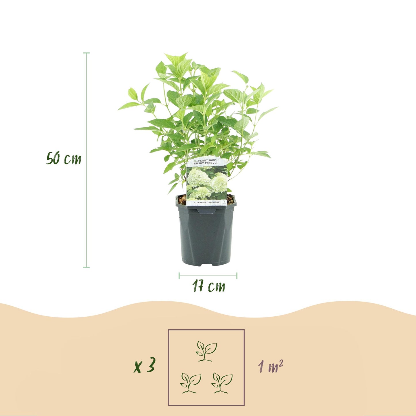 Rispenhortensie - Hydrangea panniculata Limelight - Blüte Creme Weiß - 3 Pflanzen - 1 m2 - Laubabwerfend - Große Blüten - Topf 17cm Höhe 50cm