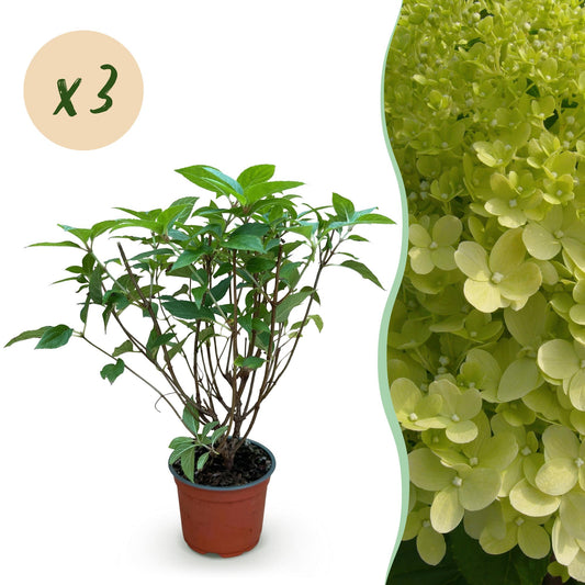 Hydrangea panniculata Limelight - Schneeballhortensie - Winterhart - Limettengrün - 3 Pflanzen - Topf 12cm - Höhe 20-30cm