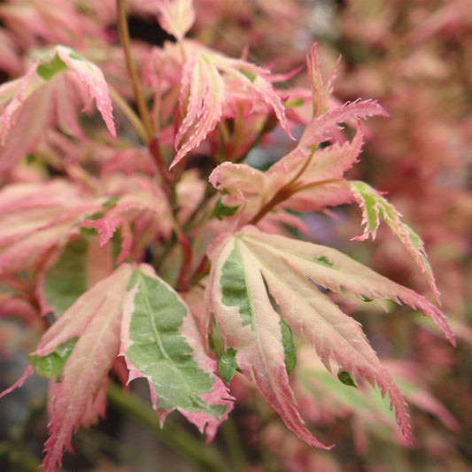 Japanischer Ahorn - Acer palmatum Iyoshi - Rosa - 2 Pflanzen - Laubabwerfend - Topf 19cm Höhe 70cm