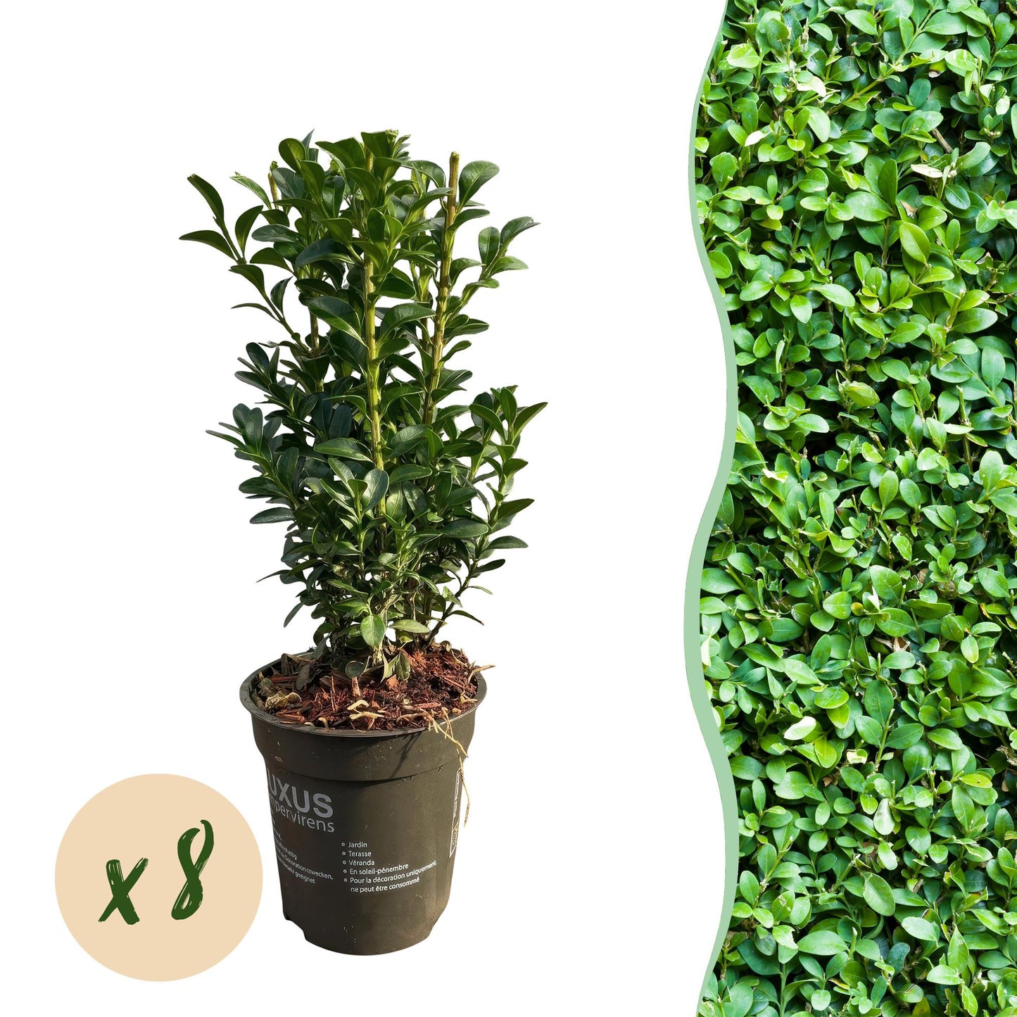 Heckenpflanzen - Buxus sempervirens - Blatt grün - 8 Pflanzen - 1 laufender Meter - immergrün - Topf 9cm Höhe 20-25cm