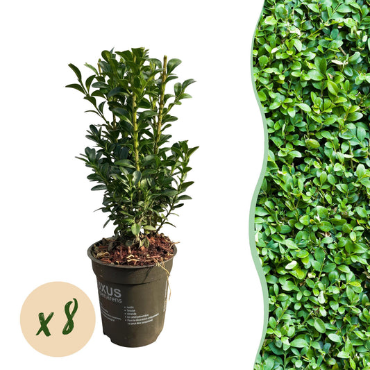 Heckenpflanzen - Buxus sempervirens - Blatt grün - 8 Pflanzen - 1 laufender Meter - immergrün - Topf 9cm Höhe 20-25cm
