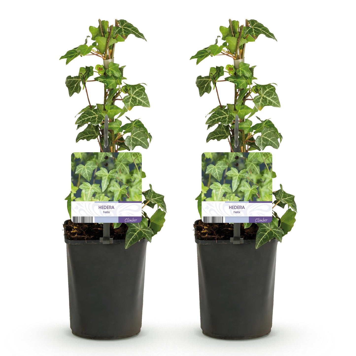 Hedera helix Glacier - Blatt Bunt - Immergrün - 2 Pflanzen - Topf 11cm Höhe 40cm