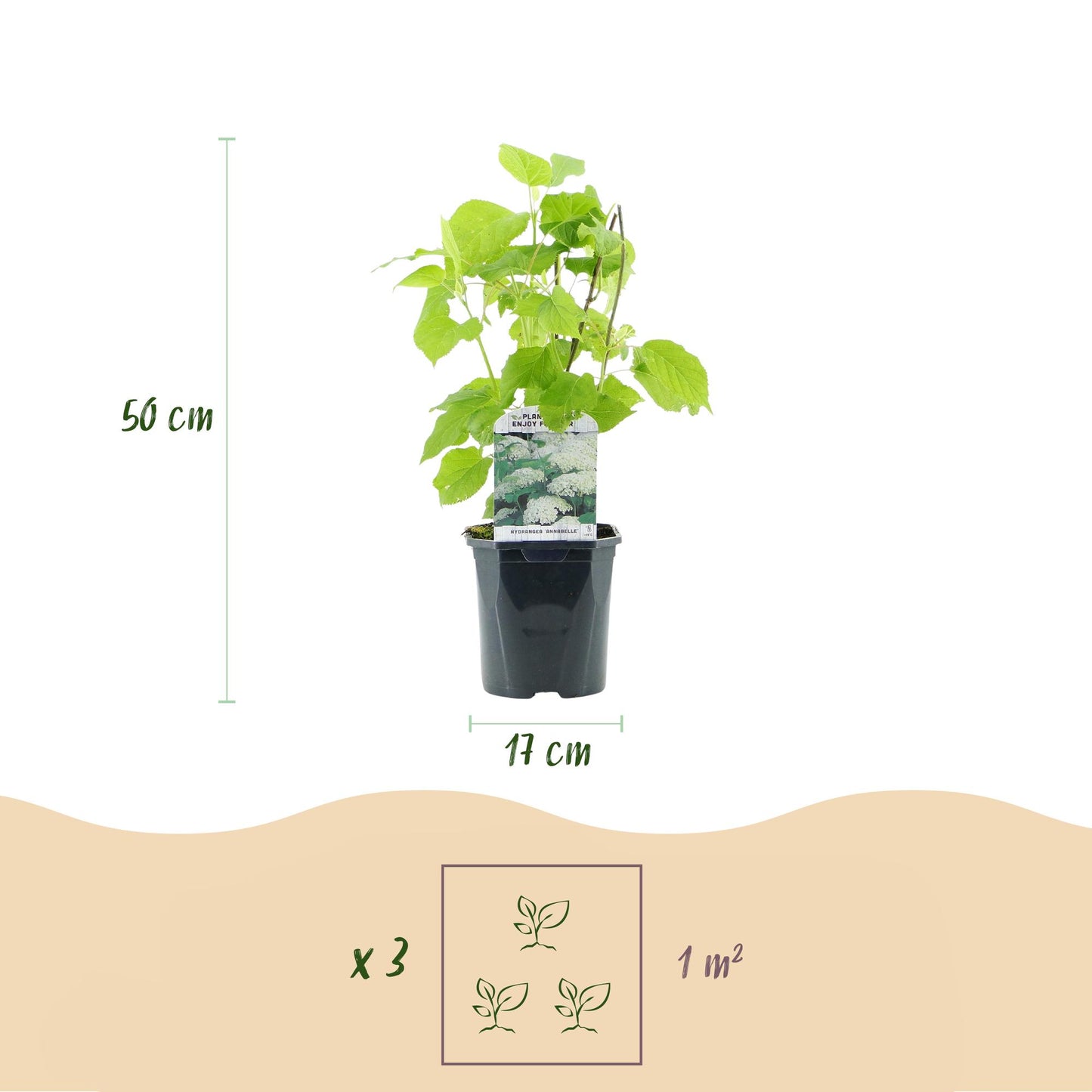 Rispenhortensie - Hydrangea arborescens Annabelle - Blüte Weiß - 3 Pflanzen - 1 m2 - Laubabwerfend - Große Blüten - Topf 17cm Höhe 50cm