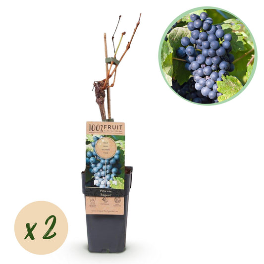 Obstpflanze - Vitis vinifera Regent - Weinrebe - Veredelt - Blaue Traube - 2 Pflanzen - Topf 15cm - Höhe 50cm