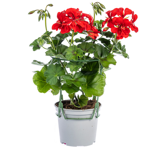 Geranien (Pelargonium peltatum) Mix Ø12 cm - ↕20 cm. 8 Stück