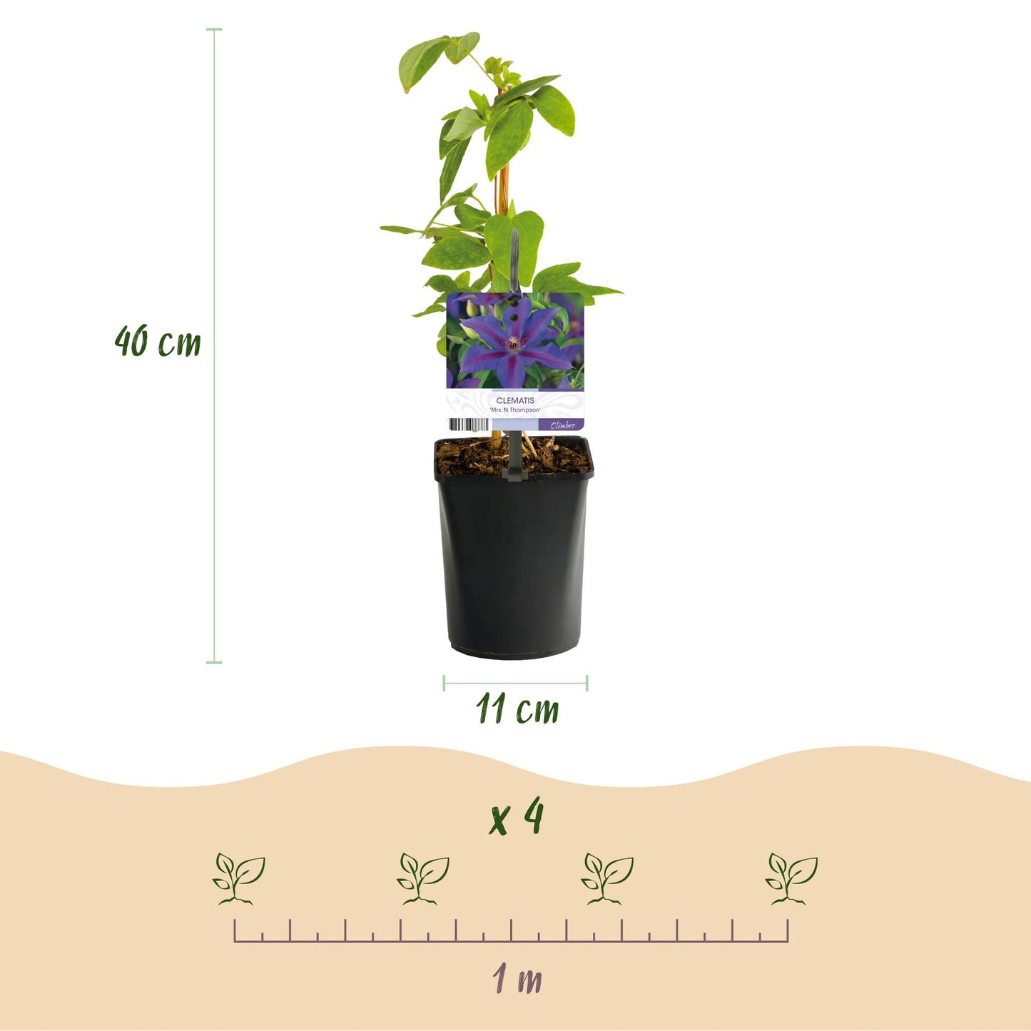 Kletterpflanze - Clematis Mrs. N. Thompson - Blüte Rosa - Wenig Pflege - 2 Pflanzen - Topf 11cm Höhe 40cm