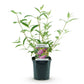 Schmetterlingsstrauch - Buddleja davidii Pink Delight - Winterhart - Rosa - 1 Pflanze - Topf 17cm - Höhe 45cm