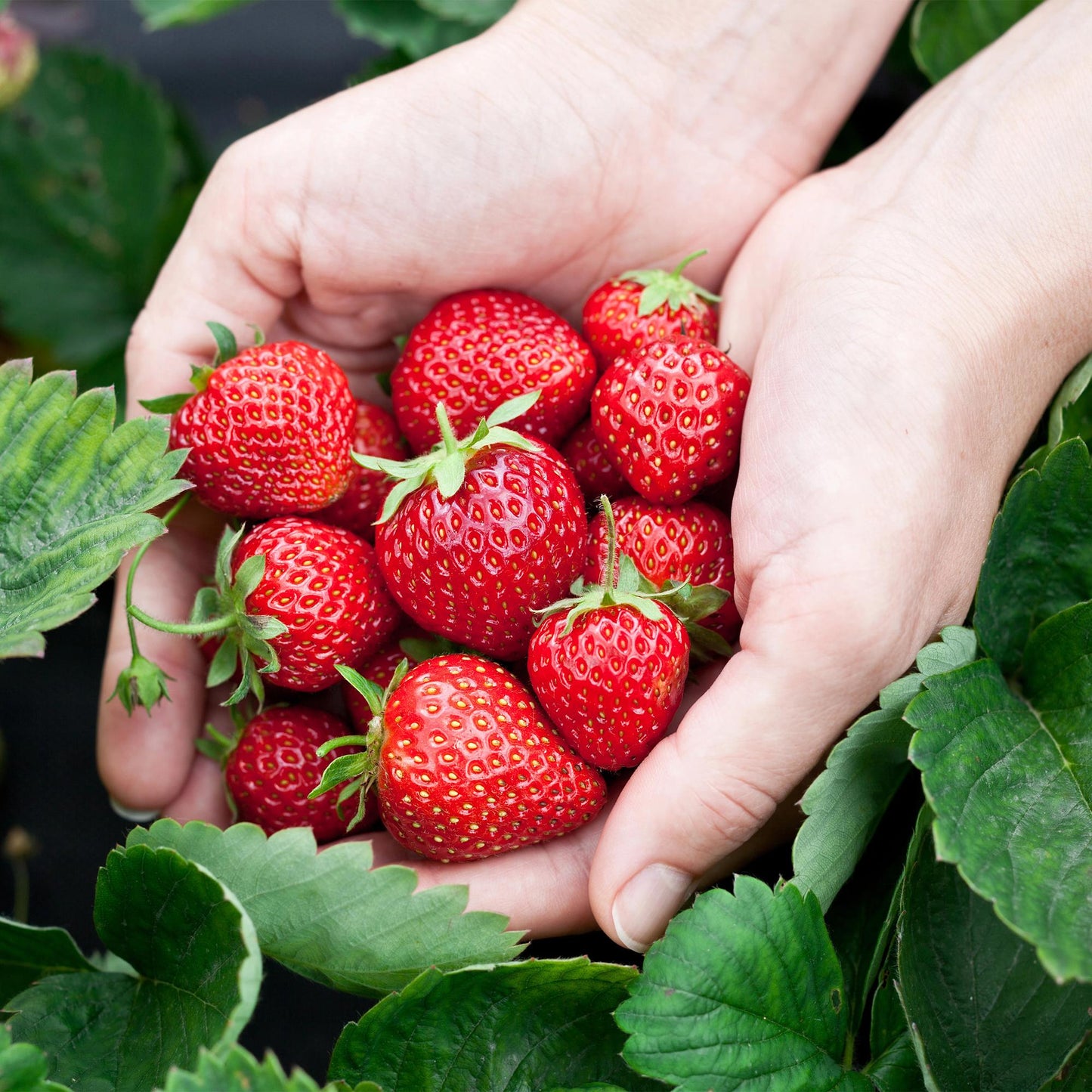 Obstpflanzen - Erdbeere - Fragaria Elsanta - Winterhart - 6 Pflanzen - Topf 9 cm - Rote Erdbeere