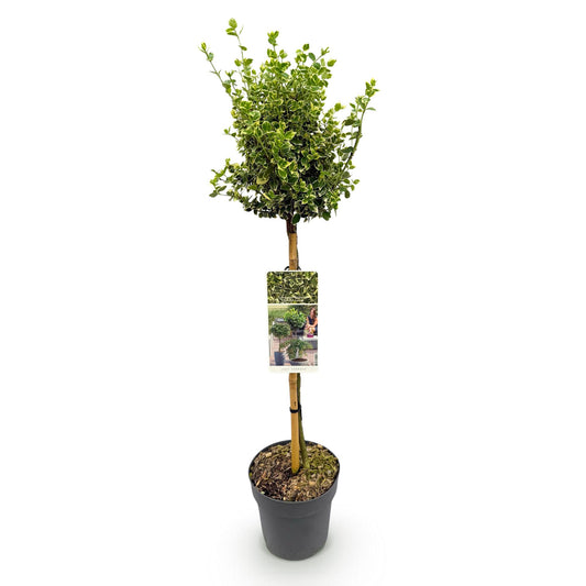Stamm-Pflanze - Euonymus fortunei Emerald Gaiety -Terrassenpflanze - Immergrün - Winterhart - Grün-Graues Blatt - Topf 19cm Höhe 90cm