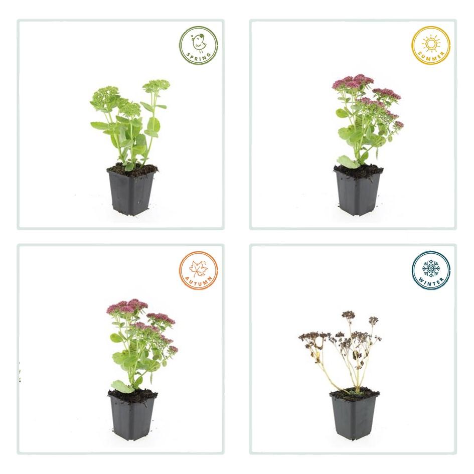 Sedum 'Herbstfreude' - ↕10-25cm - Ø9cm - 6x