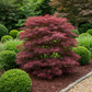 Japanischer Ahorn - Acer palmatum Sumi-nagashi - Rot - 2 Pflanzen - Laubabwerfend - Topf 19cm Höhe 70cm