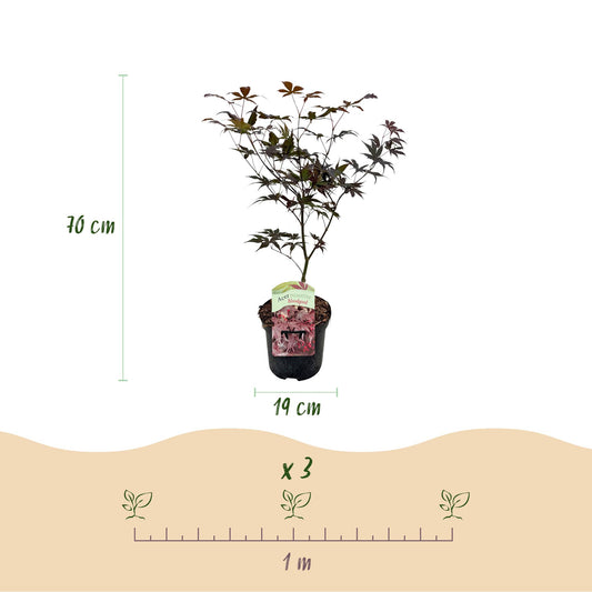 Japanischer Ahorn - Acer palmatum Bloodgood - Rot - 2 Pflanzen - Laubabwerfend - Topf 19cm Höhe 70cm