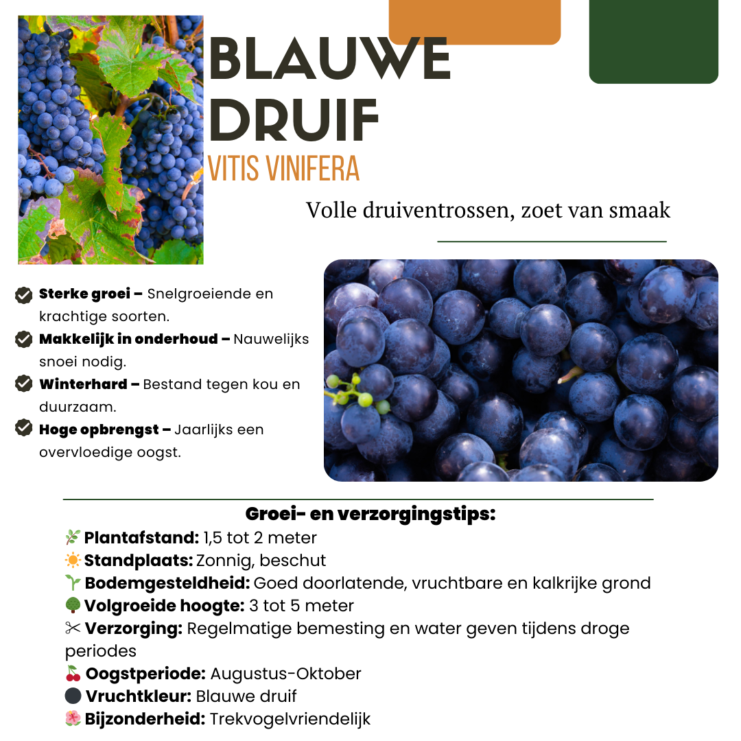 6 x Bio-Weinreben – Ø 13 cm – ↨ 20 cm