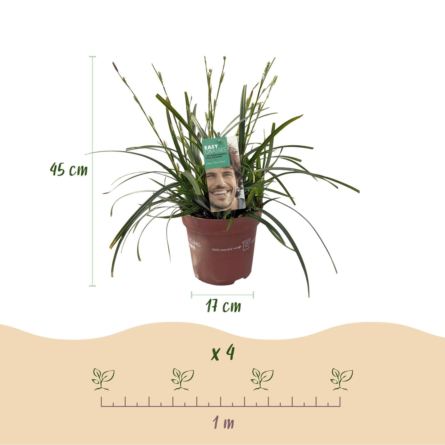 Ziergräser - Carex oshimensis Intense Green - Grün - 1 Pflanze - Immergrün - Winterhart - Topf 17cm Höhe 50cm