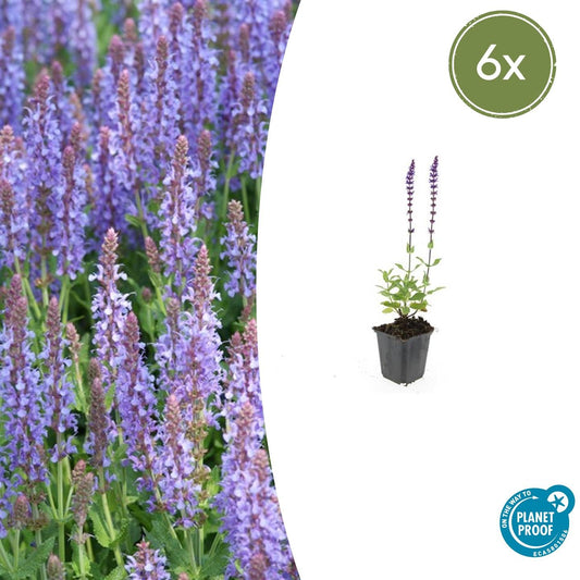 Blüten-Salbei - 6x Salvia nem. 'Caradonna' - ↕10-25cm - Ø9cm