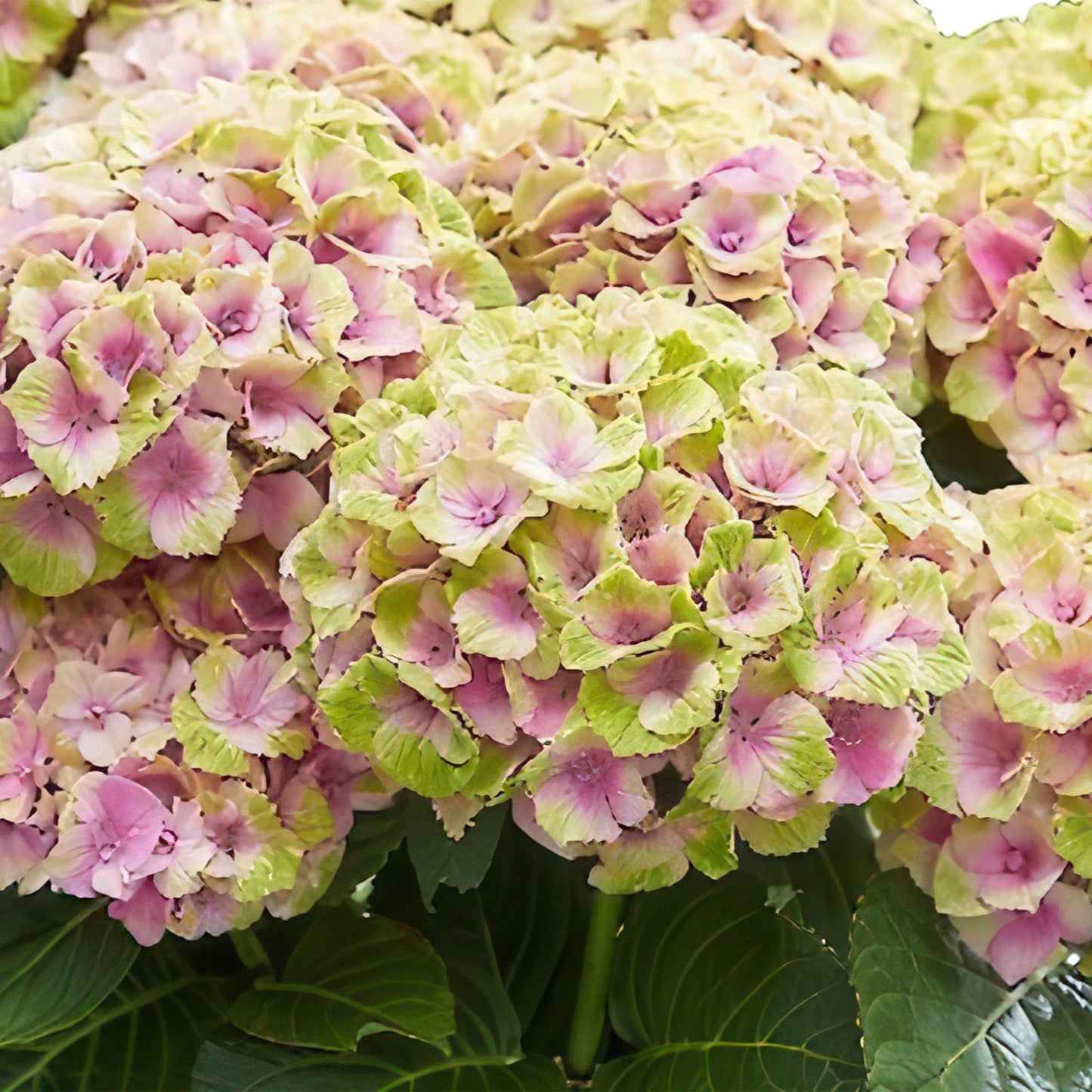 Hortensie - Hydrangea Magical Jewel Pink - Rosa - 6-10 Blüten - 2 Pflanzen - Topf 23cm Höhe 55cm