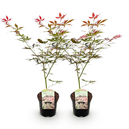 Japanischer Ahorn - Acer palmatum Sumi-nagashi - Rot - 2 Pflanzen - Laubabwerfend - Topf 19cm Höhe 70cm