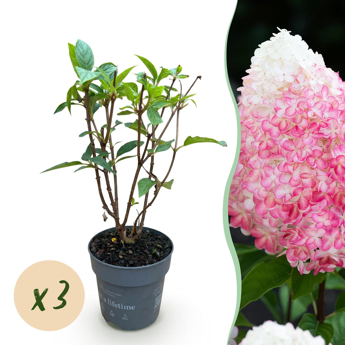 Hydrangea panniculata Living Pink & Rose - Bauernhortensie - Winterhart - Rosa - 3 Pflanzen - Topf 12cm - Höhe 20-30cm