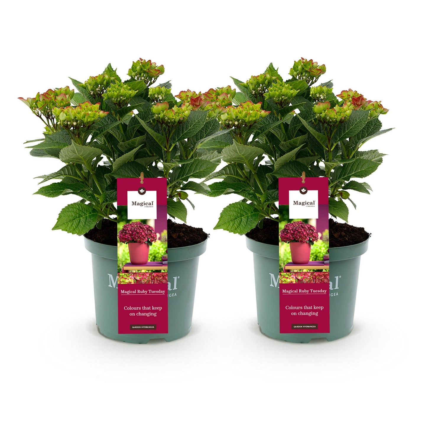 Hortensie - Hydrangea Magical Teusday & Saphire - Rot - 6-10 Blumen - 2 Pflanzen - Topf 23cm Höhe 55cm