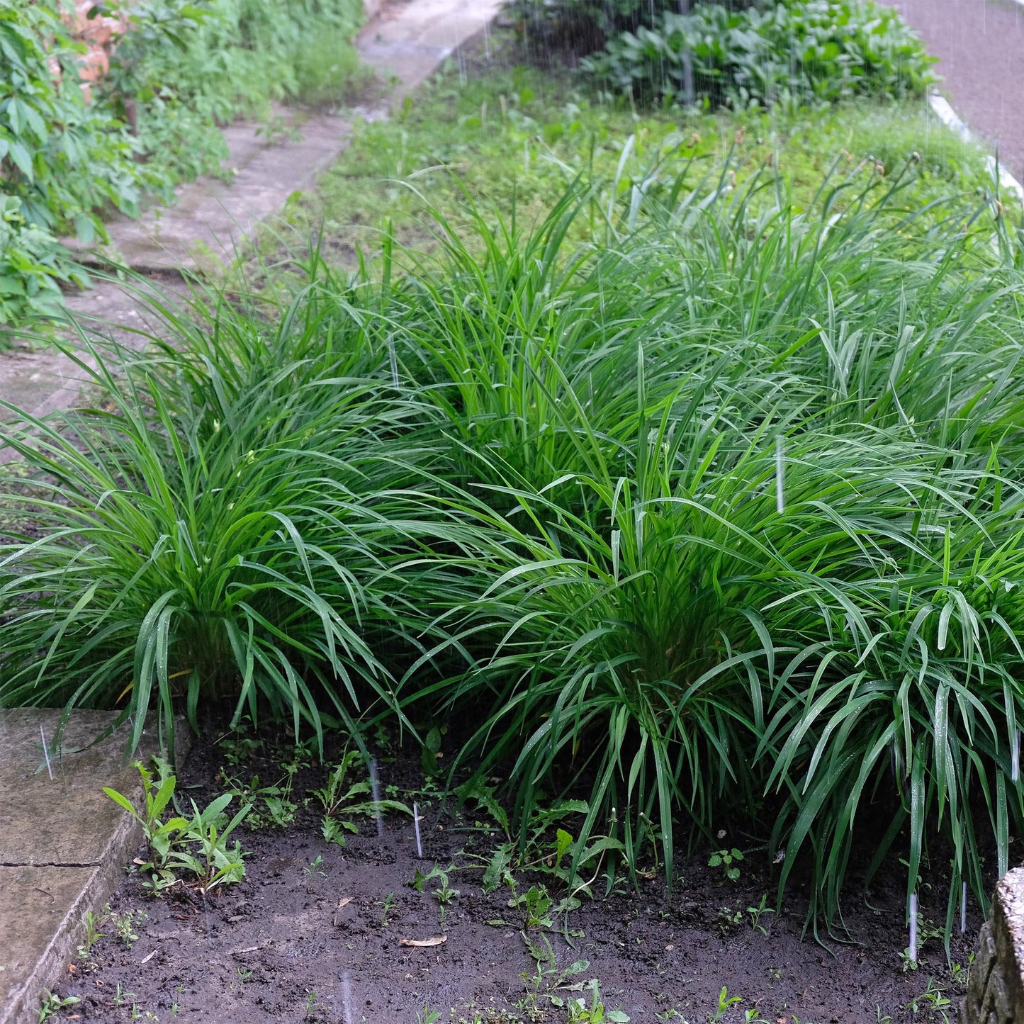 Ziergräser - Carex morrowii Irish Green - Grün & Gelb - 1 Pflanze - Immergrün - Winterhart - Topf 17cm Höhe 50cm